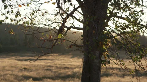 Lone tree at a clearing Stock-Footage 34301086