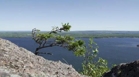 Lone tree on cliff 動画素材 36163141
