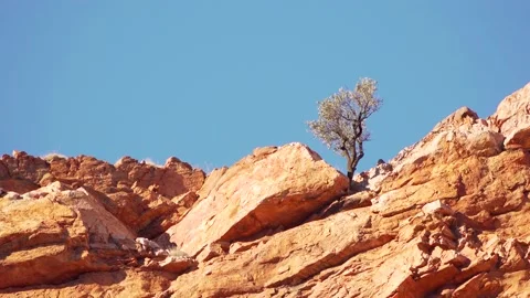 Lone tree on clifftop MacDonnell Ranges Stock Footage 155253812
