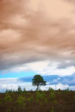 Lone tree cloudscape atmospheric colour Stock Photos