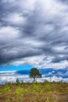 Lone tree cloudscape moody Stock Photos