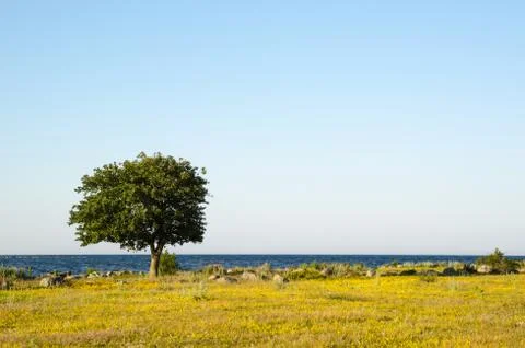Lone tree by the coast Stock Photos