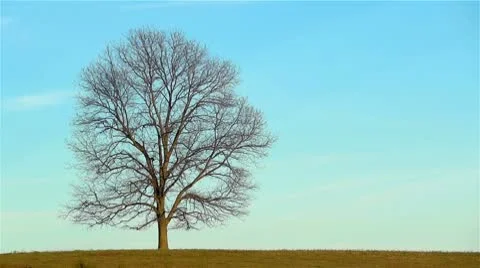 Lone Tree Color Change Evening Time-lapse Shadows Creeping Stock Footage 10738972