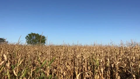 Lone Tree in Corn Field Stock Footage 169974444