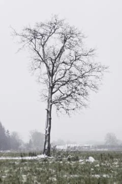 A lone tree covered with hoarfrost Stock Photos