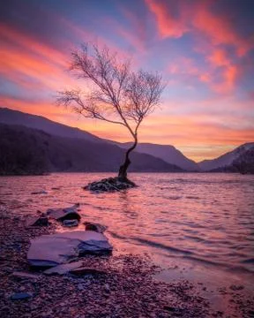 Lone Tree at Dawn Stock Photos
