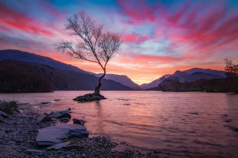 Lone Tree at Dawn Stock Photos