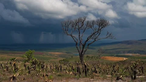 Lone Tree in Deforested Field with Dark Clouds and Rain in Paraiso Achado Stock-Footage 305848350
