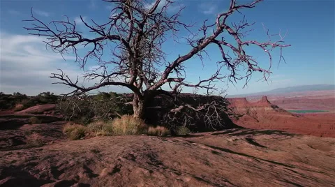 A lone tree in the desert Video stock 42970819