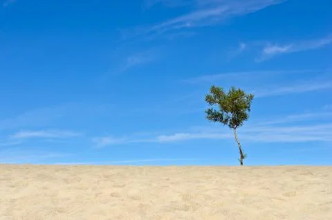 The Lone Tree In The Desert Stock Photos