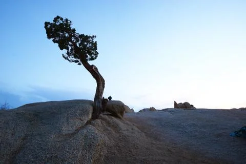 Lone tree in desert Stock Photos