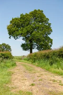 Lone Tree Different Angle Stock Photos