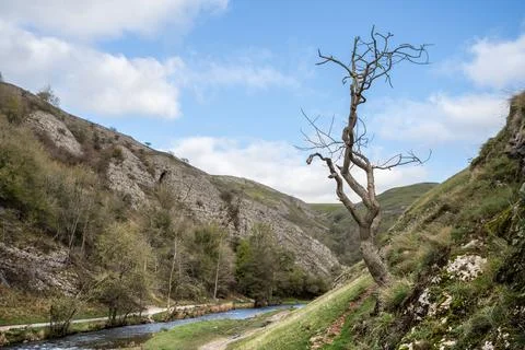 Lone tree at Dovedale Stock Photos