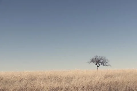 A lone tree in a dry grass field against a clear blue sky Fotos Stock