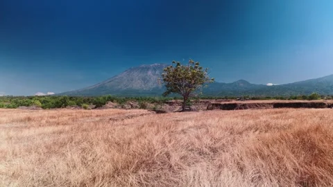Lone Tree in Dry Savanna Meadow with Volcano Mountain Landscape Stock Footage 345257953