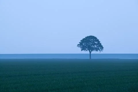 Lone tree in dusk Stock Photos