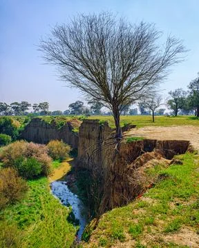 A lone tree at the edge of a the edge of a cliff with roots outward Stock Photos