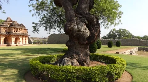 Lone tree in elephant stable area Stock-Footage 43857484