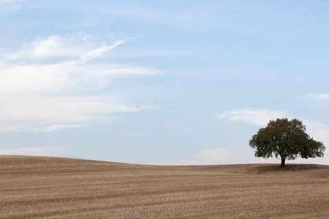 A lone tree in an empty field, landscape Alentejo Portugal Stock Photos