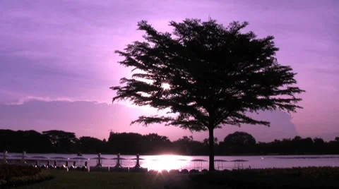 Lone Tree Enjoys A Beautiful Sunset By The Lake 스톡 동영상 8778066