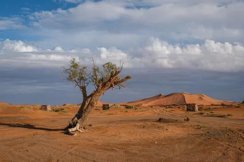 Lone tree in Erg Chebbi desert, Merzouga, Morocco Stock Photos