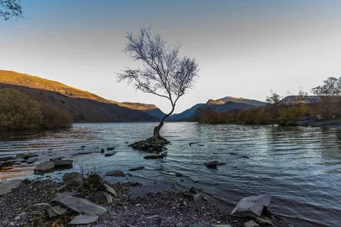 The lone tree on evening, Llanberis, North Wales Stock Photos