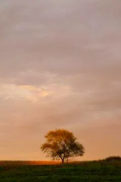 Lone tree in fall sunset. Stock Photos