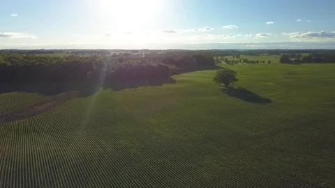 Lone Tree In Field 動画素材 91702641
