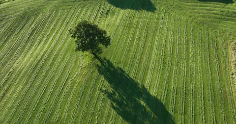 Lone tree in the field Stock Footage 220163123