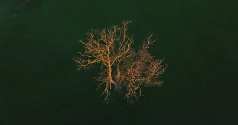 Lone tree in the field Stock Footage 276104373