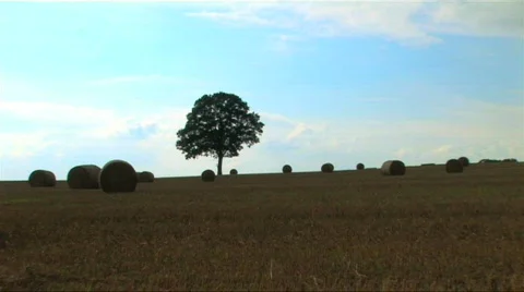 Lone tree in a field of hay bales Stock Footage 264296
