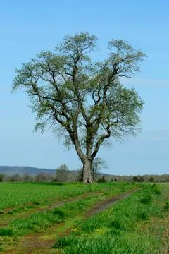 Lone tree in a field Stock Photos