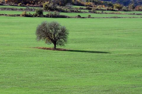 Lone tree in the field Stock Photos