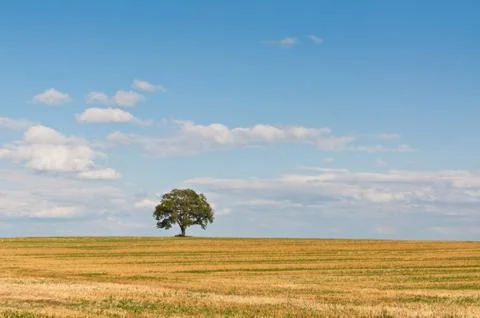 Lone Tree in a Field Stock Photos