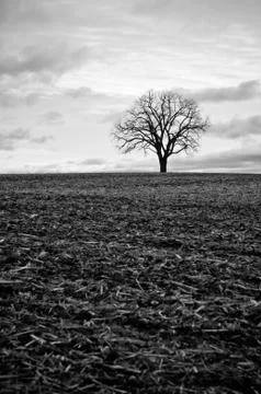 Lone Tree in a Field Stock Photos