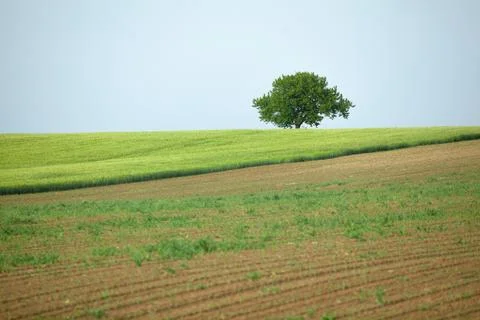 A lone tree in the field Stock Photos