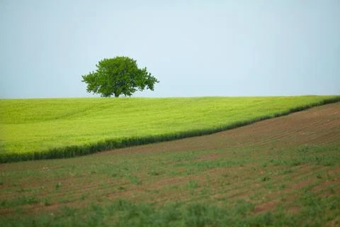 A lone tree in the field Stock Photos