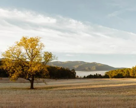 Lone Tree in Field Stock Photos