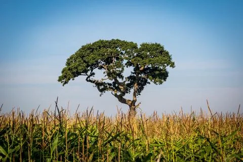 A Lone Tree in a Field Stock Photos