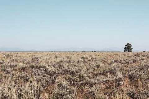 Lone Tree in a Field Stock Photos