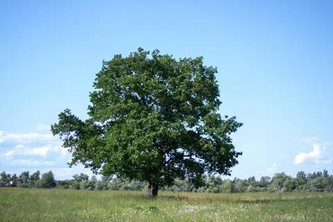 Lone Tree in a Field Stock Photos