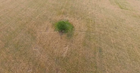 Lone tree in the field is a symbol of uniqueness and features Stock Footage 80440373