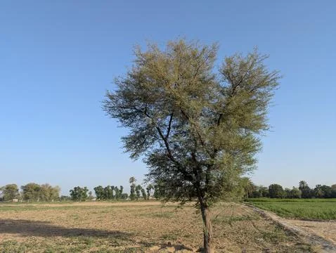 Lone Tree in a Field Under a Clear Blue Sky Stock Photos