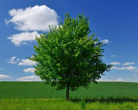 Lone Tree by Fields in Spring, Franconia, Bavaria, Germany Foto stock