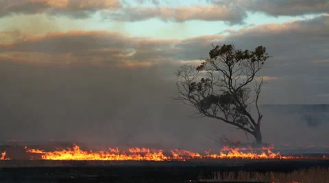 Lone tree, fiery ground Video stock 58148175