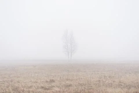 A lone tree in the fog Stock Photos