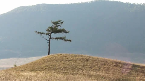 Lone tree Video stock 30378092
