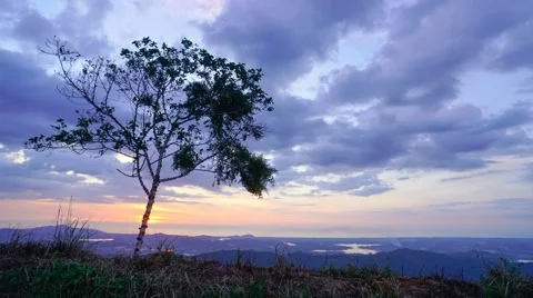 Lone tree Stock Footage 52366408