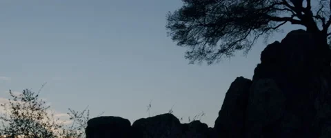 Lone Tree Video stock 151310298