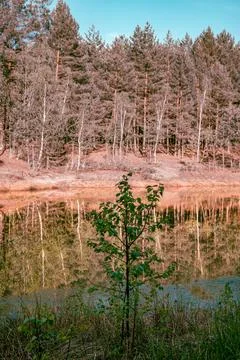 A lone tree in the foreground with a plane surface of a lake in the middle. Stock Photos